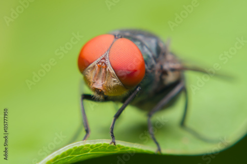 Close up of a green fly on a green leaf,Fly is carrier of diarrhea,Macro of a green fly