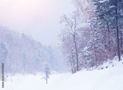 winter landscape with snow covered trees. Winter forest. Winter background.