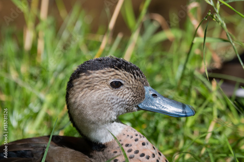 Canard à collier noir en gros plan photo