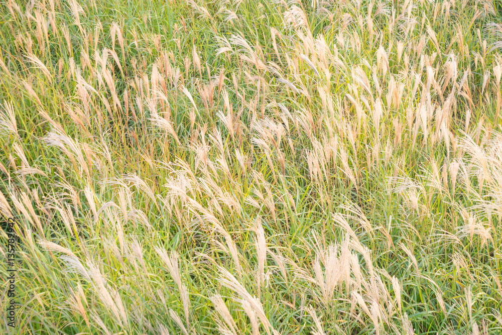 Fototapeta premium Meadow