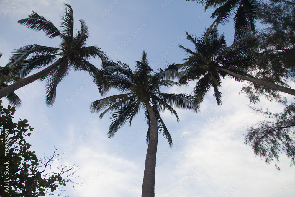 Obraz premium Palm trees against the background of the sky