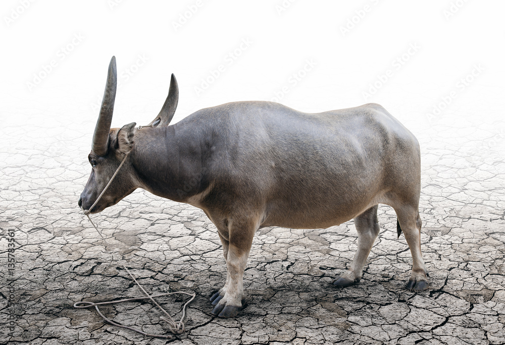 Fotografie Buffalo tether on the cracked soil ground