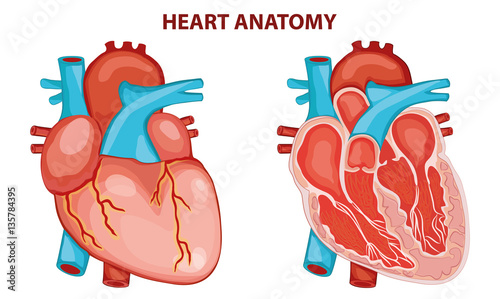 HEART ANATOMY VECTOR ILLUSTRATION