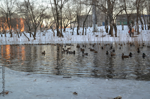 In the evening at the lake with ducks