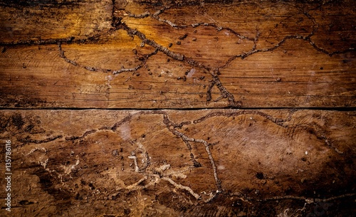 wood with termite background