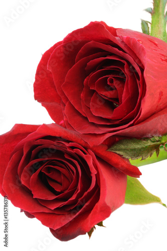 Close up of Two red roses on white background.