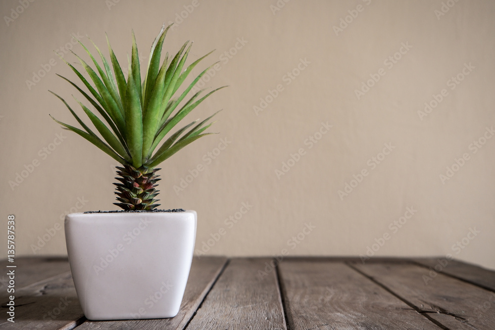 a small cactus in a white ceramic pot on old wooden table