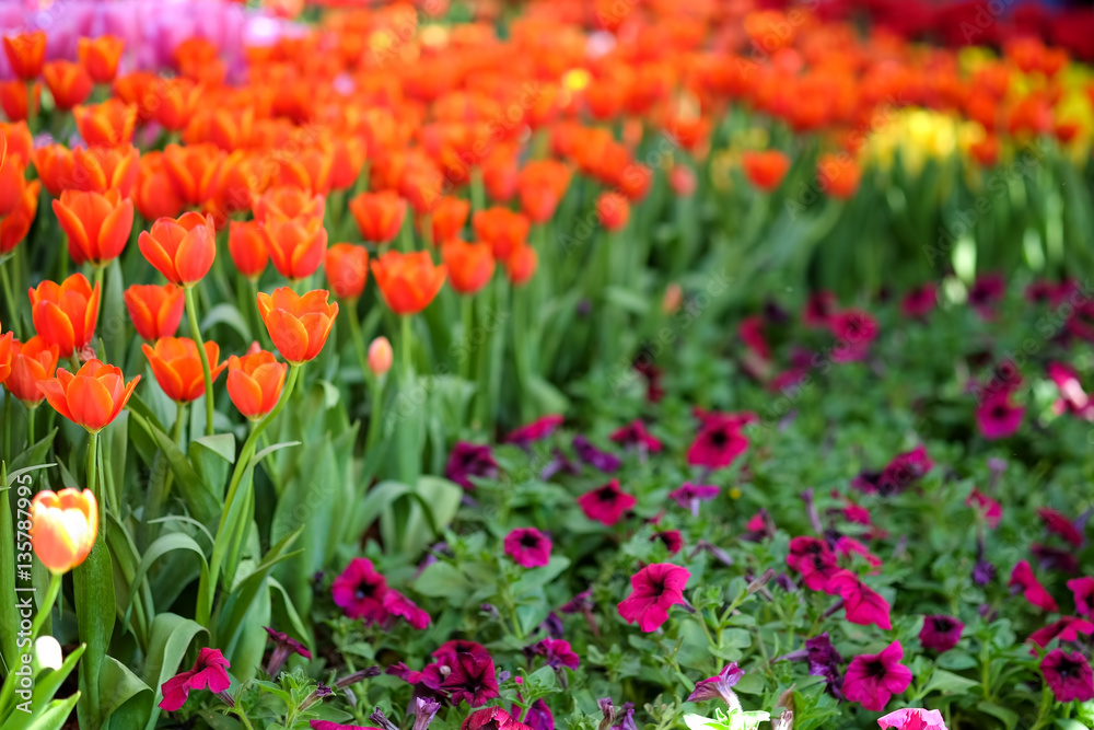 Tulips in garden.