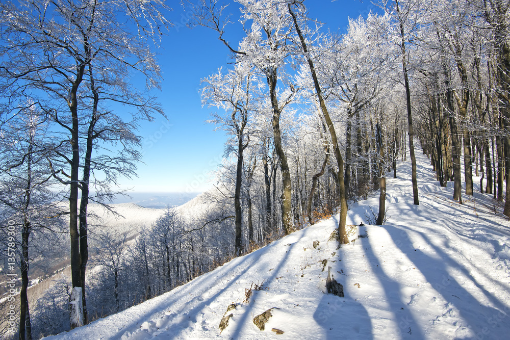 Obraz premium Winter scenery