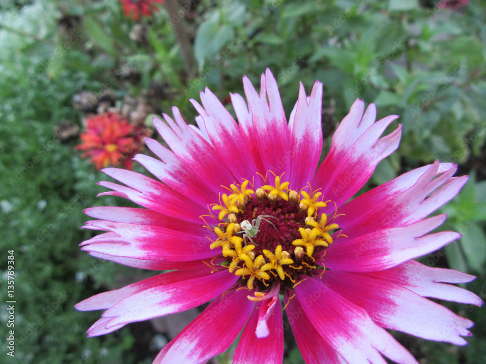 Obraz premium 百日草とハナグモ