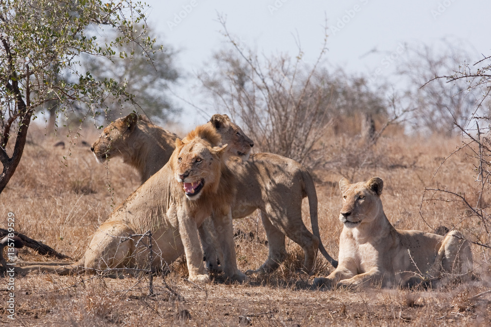 Fototapeta premium lion, panthera leo, Kruger national park, South Africa