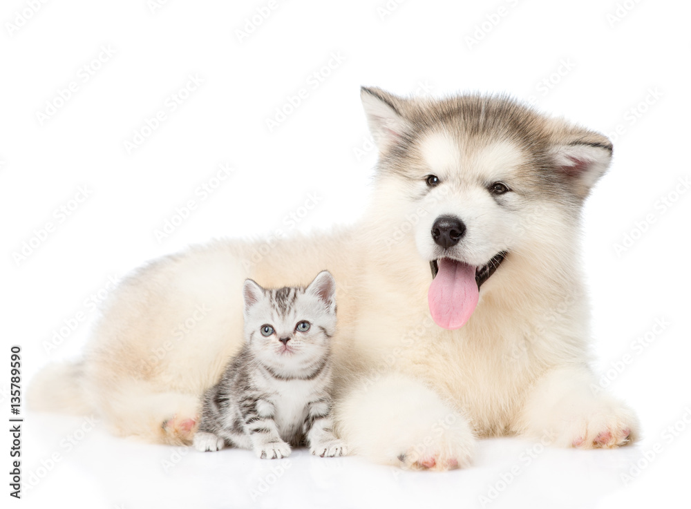 cat and dog looking at camera together. isolated on white cat and dog looking at camera together. isolated on white
