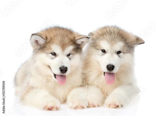 Two alaskan malamute puppies lying in front view. isolated on white