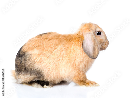 Lop-eared rabbit in profile. isolated on white background