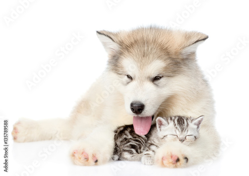 Puppy with sleeping kitten. isolated on white background