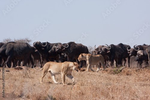 Fototapeta Naklejka Na Ścianę i Meble -  lion, panthera leo, Kruger national park, South Africa