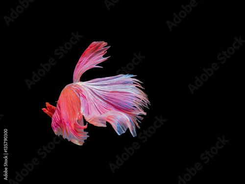 Betta fish  moving moment of Siamese fighting fish isolated on b