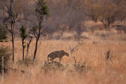 cheetah  acinonyx jubatus  Kruger national  park  South Africa