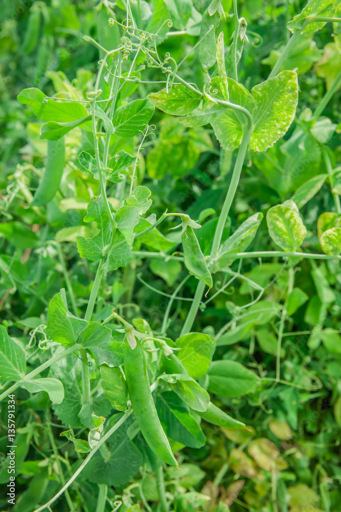 Green peas growing Green peas growing