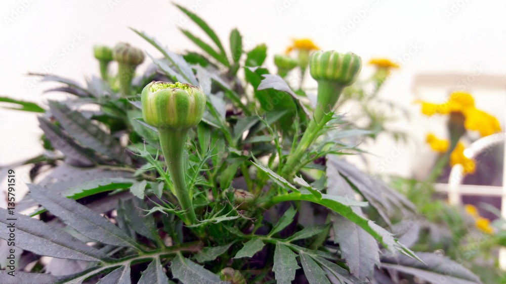 Obraz premium Yellow Flower Growing