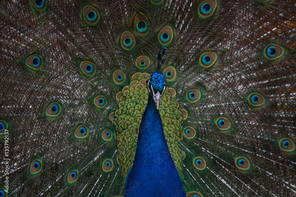 Fototapeta premium Peacok in al his grandeur