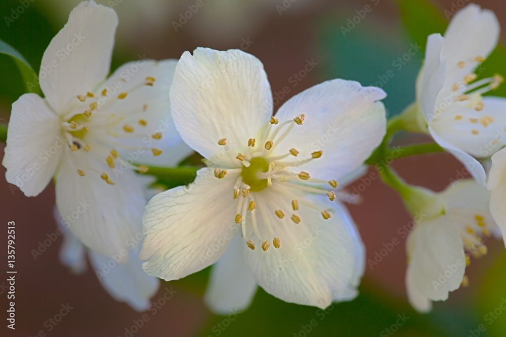 Obraz premium White flower jasmine
