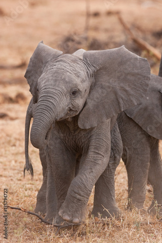 african bush elephant  loxodonta africana  Kruger national park  South Africa