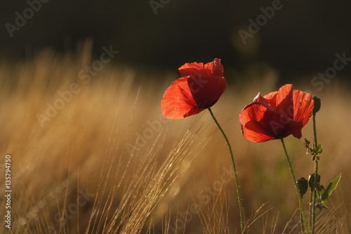 Golden hour lighting up the poppies and golden wheat field