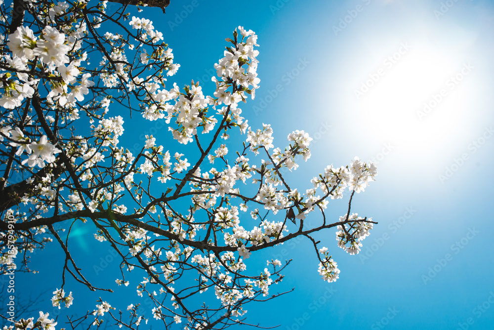 Beautiful cherry blossom sakura in spring time over blue sky. Beautiful cherry blossom sakura in spring time over blue sky.