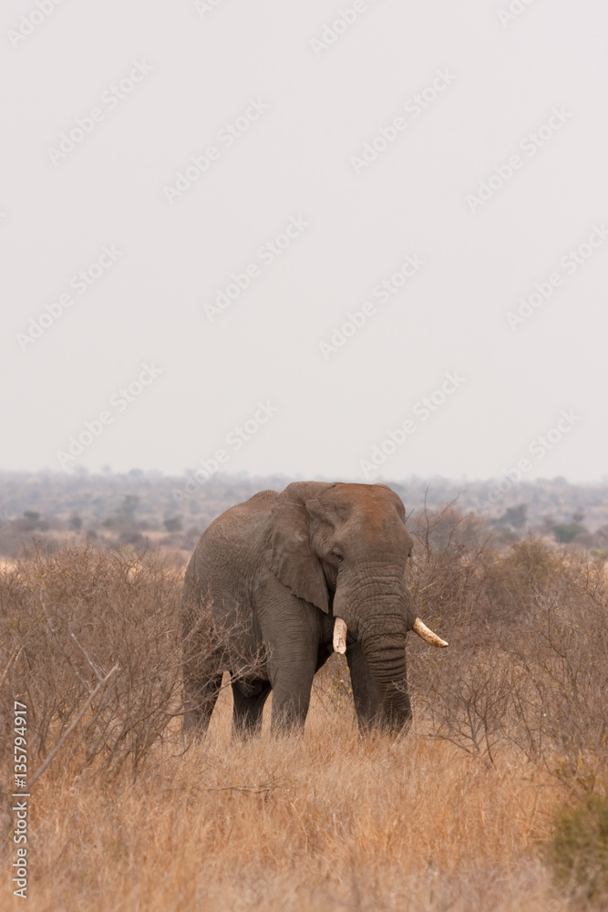 Fototapeta premium african bush elephant, loxodonta africana, Kruger national park, South Africa