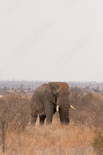 african bush elephant  loxodonta africana  Kruger national park  South Africa
