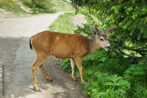 Fototapeta Naklejka Na Ścianę i Meble -  Deer eating in Olympic National Par