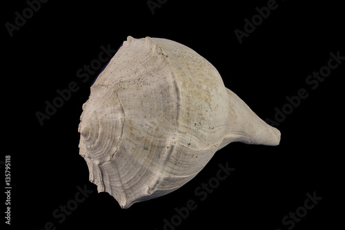 Very large fossil gastropod  Sinistrofulgar sp., from the Pleistocene period, 2.6 million - 11,700 years BP photo