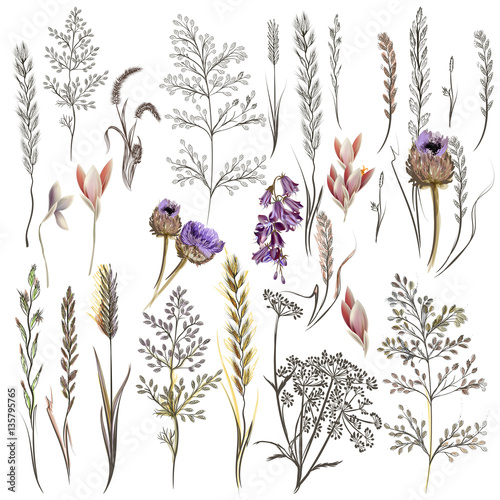 Collection of vector field flowers and plants in old style