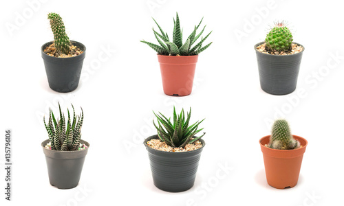 Collection Cactus Potted plants on a white background