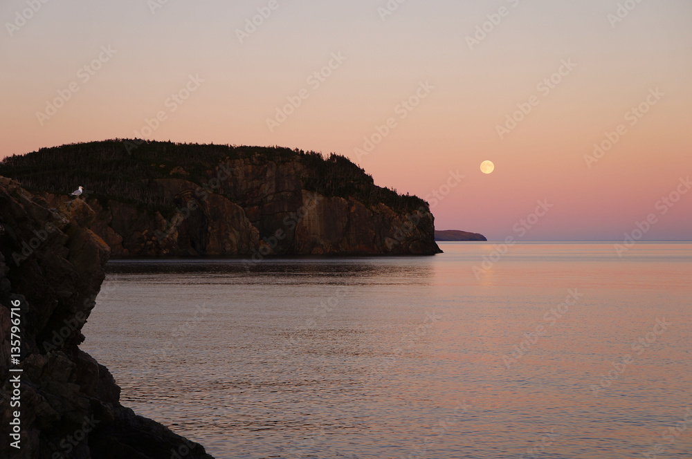 Seagull Watching Supermoon, Trinity, Newfoundland