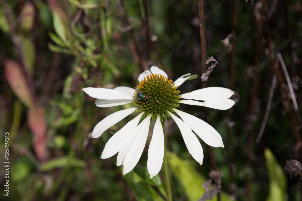 Obraz premium Weißer Sonnenhut