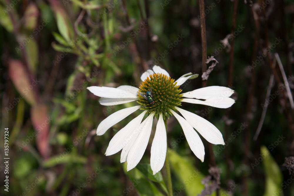 Obraz premium Weißer Sonnenhut