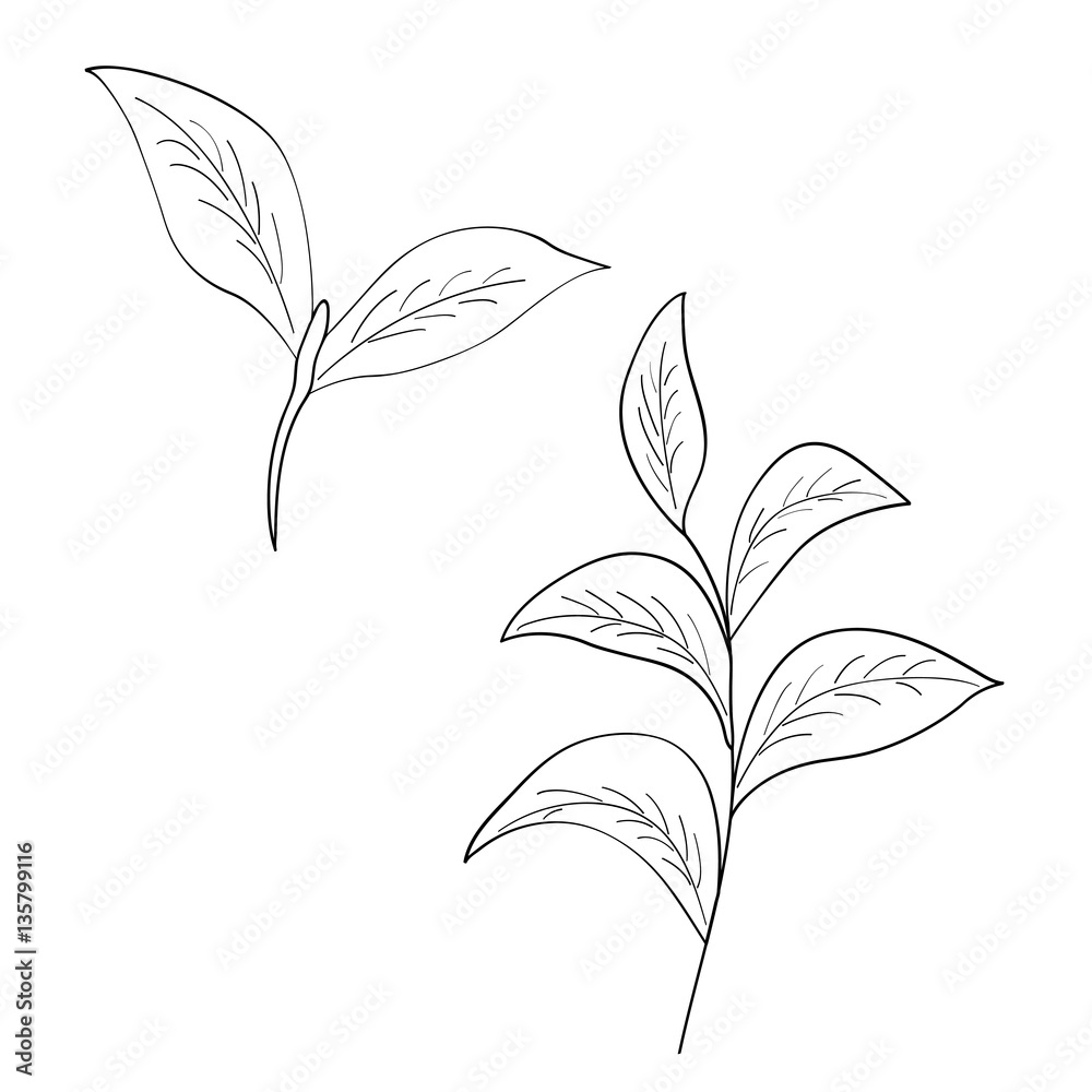 Green tea leaf illustration, branch organic hand drawing sketch, isolated on white background