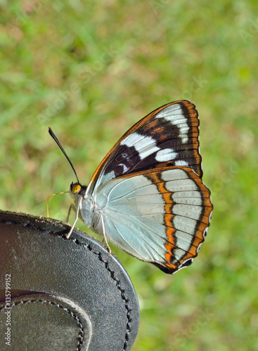 Butterfly (Apatura schrencki) photo