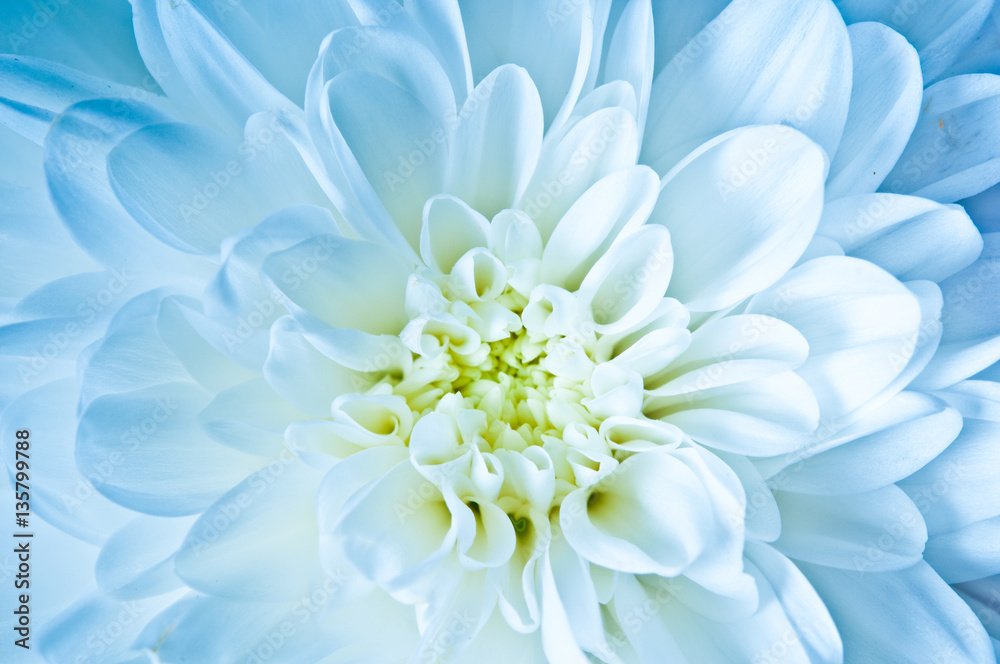 Fototapeta premium macro of daisy chrysanthemum flower in romantic white blue coloring 