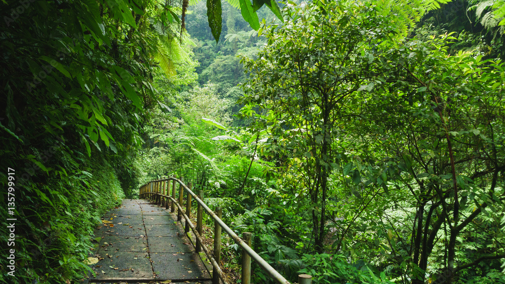 Fototapeta Szlak pieszy w tropikalnym lesie