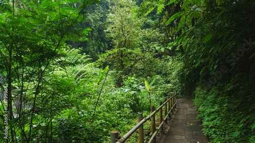 Walking trail in tropical forest