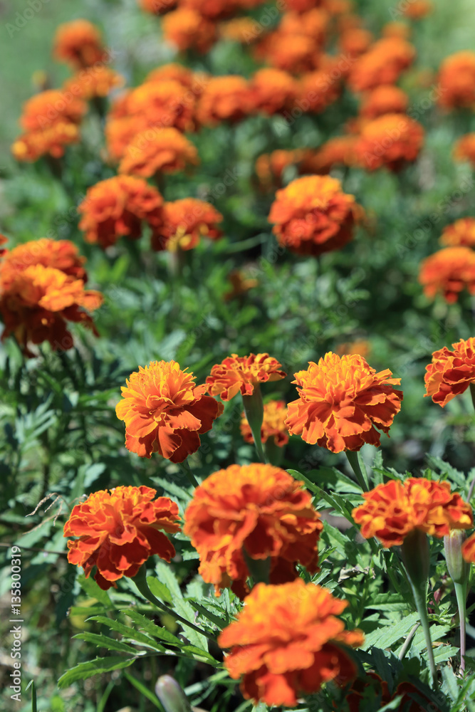Red - yellow Mexican Marigold flowers garden in sunlight. Red - yellow Mexican Marigold flowers garden in sunlight.