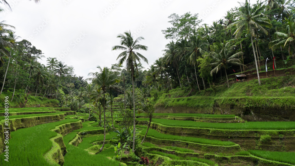 Subtropical forest in Bali