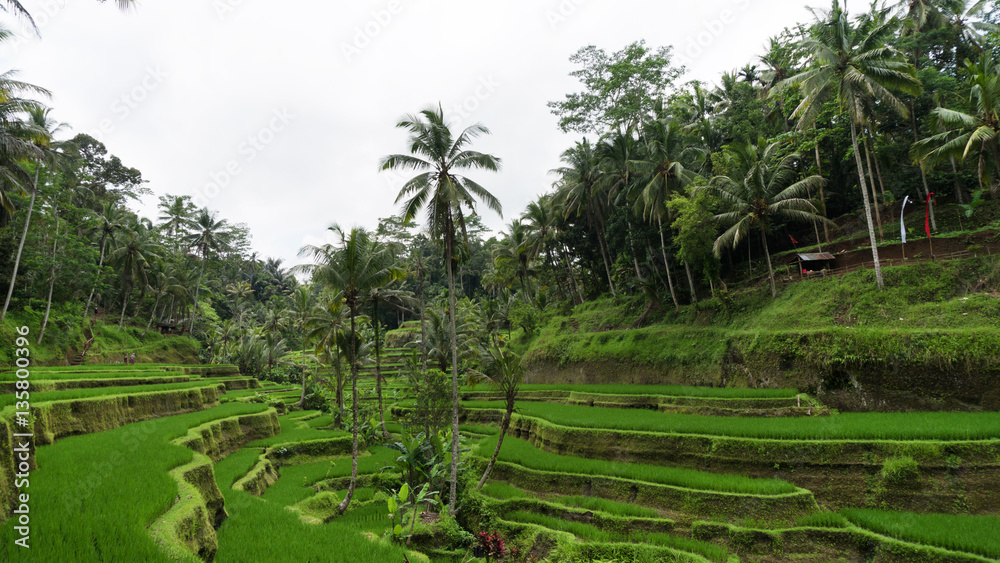Subtropical forest in Bali Subtropical forest in Bali