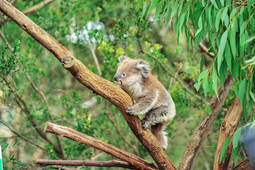 Ingelijste posters Koala Wilde koala klimt in gomboom  © gunnerl