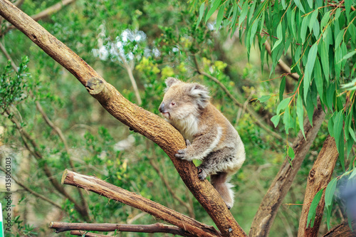 A wild Koala climbing in its natural habitat of gum trees. soft focus