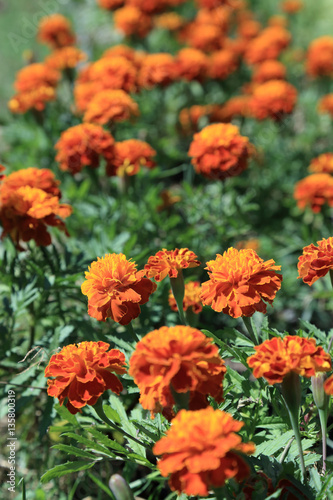 Red - yellow Mexican Marigold flowers garden in sunlight. © enrouteksm