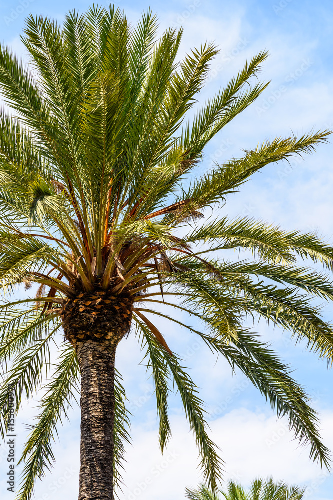 Fototapeta premium Green Island Palm Tree On Blue Sky